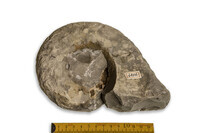 F 04696
<br/>
<br/>
<em></em>